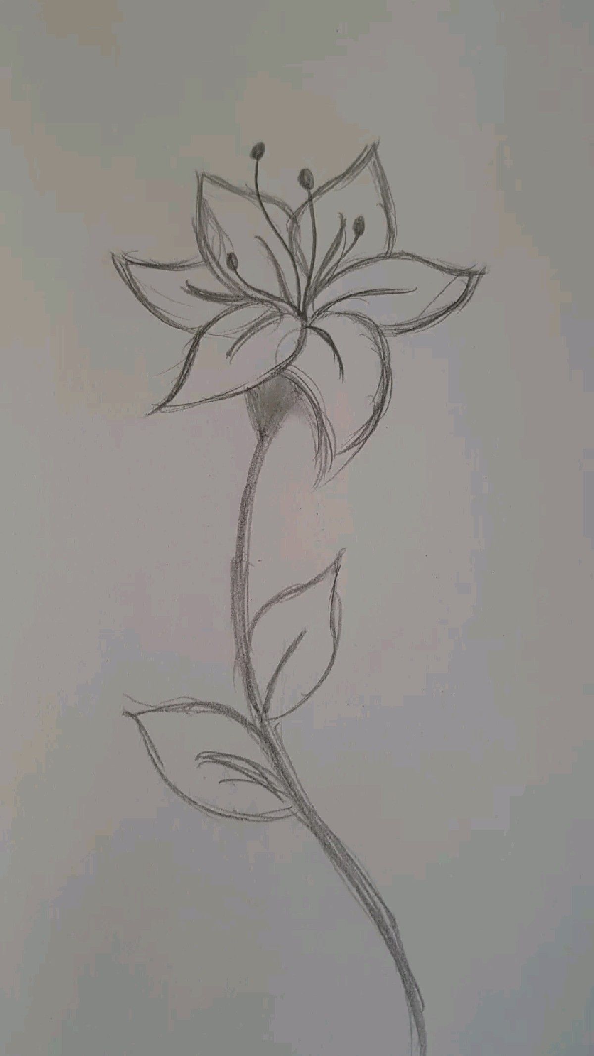 Elegant Flower Stem Pencil Sketch