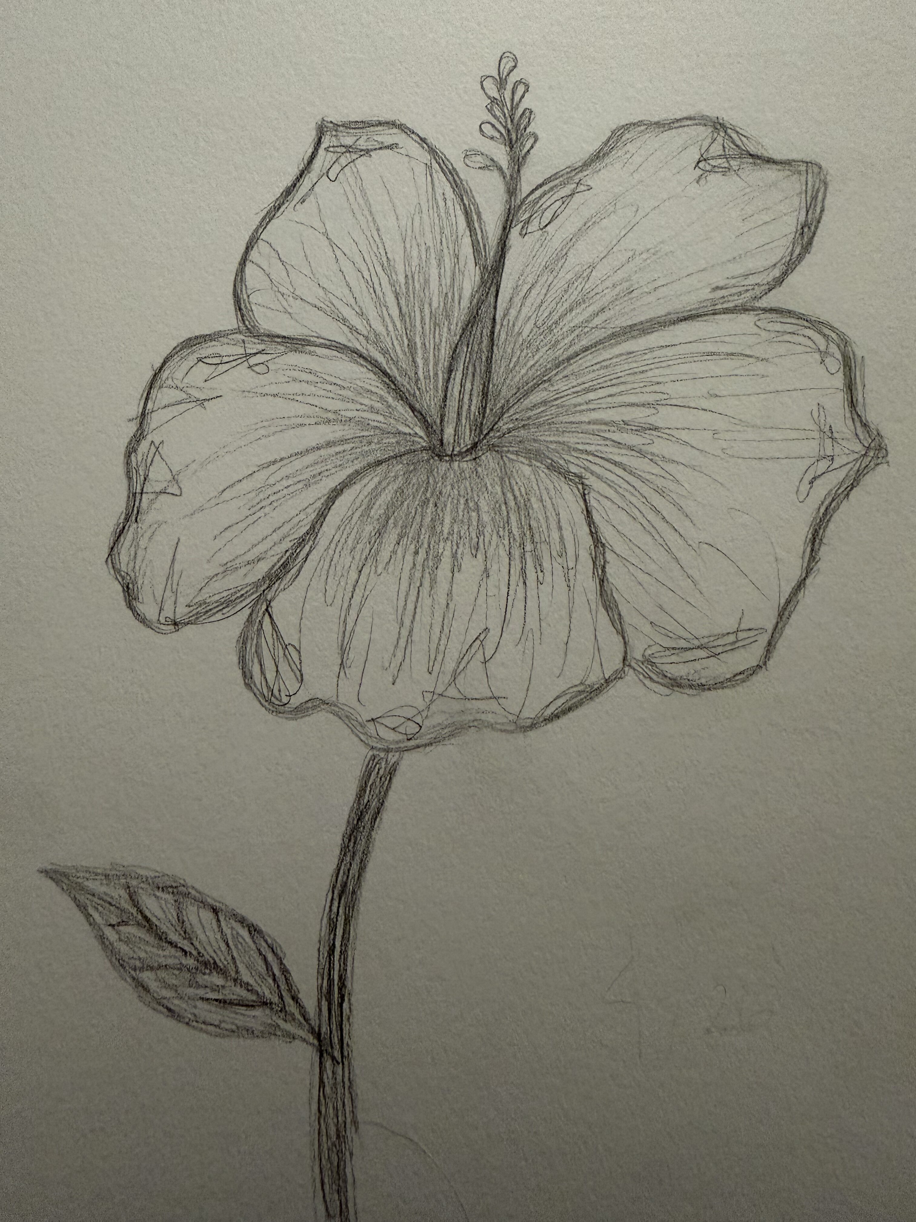 Sketches to Draw: Elegant Hibiscus Flower Pencil Sketch