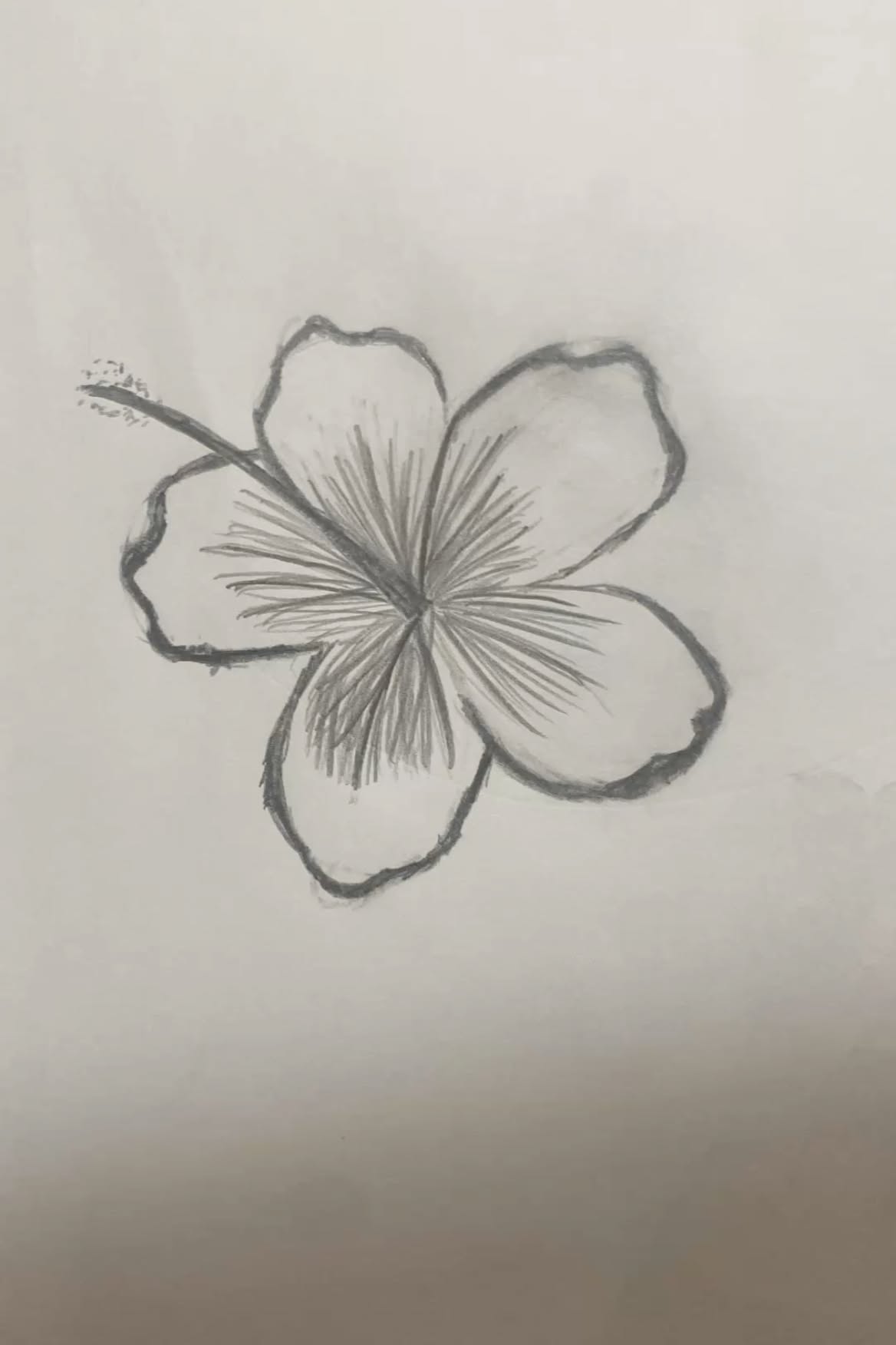 Elegant Hibiscus Flower Pencil Sketch