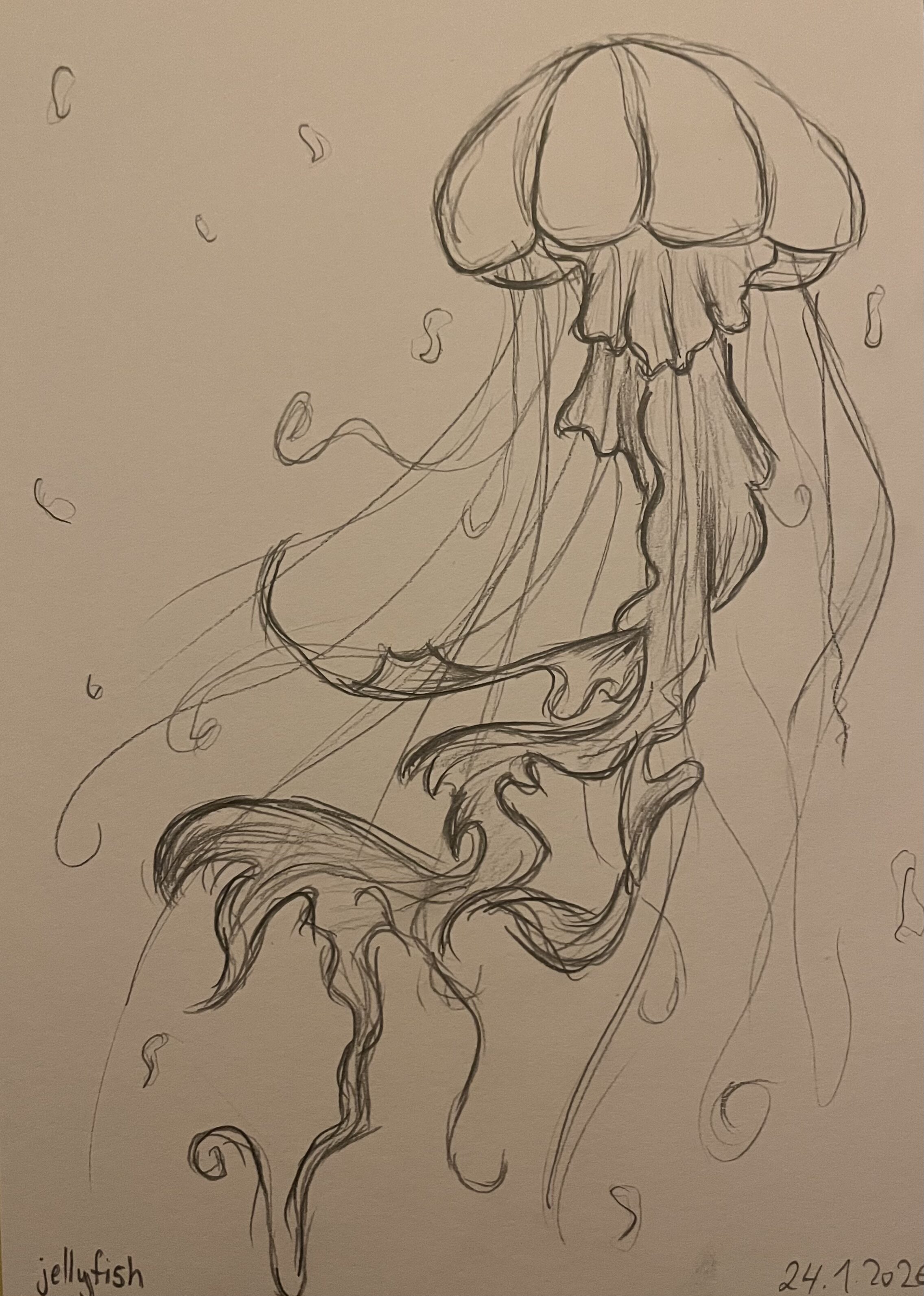 Elegant Jellyfish Outline