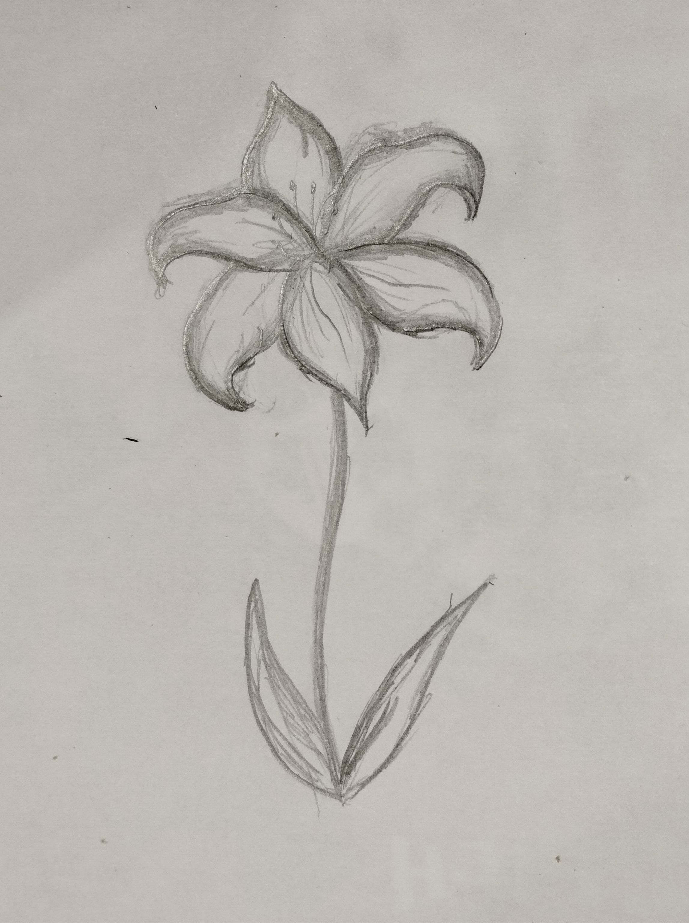 Elegant Lily Flower Pencil Sketch