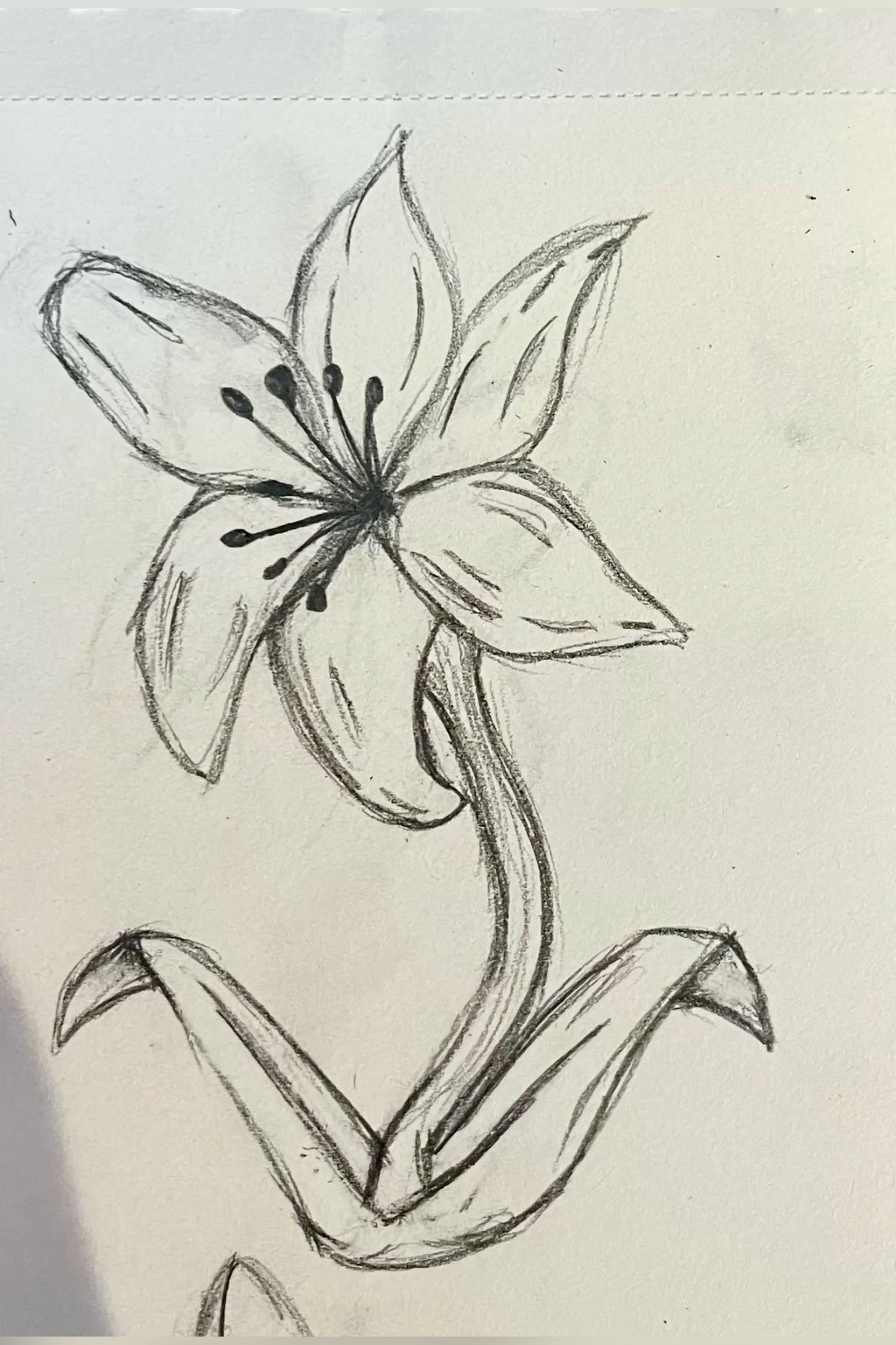 Elegant Lily Flower Pencil Sketch