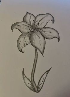 Elegant Lily Flower Pencil Sketch