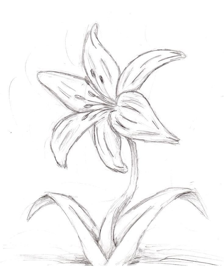 Elegant Lily Flower Pencil Sketch