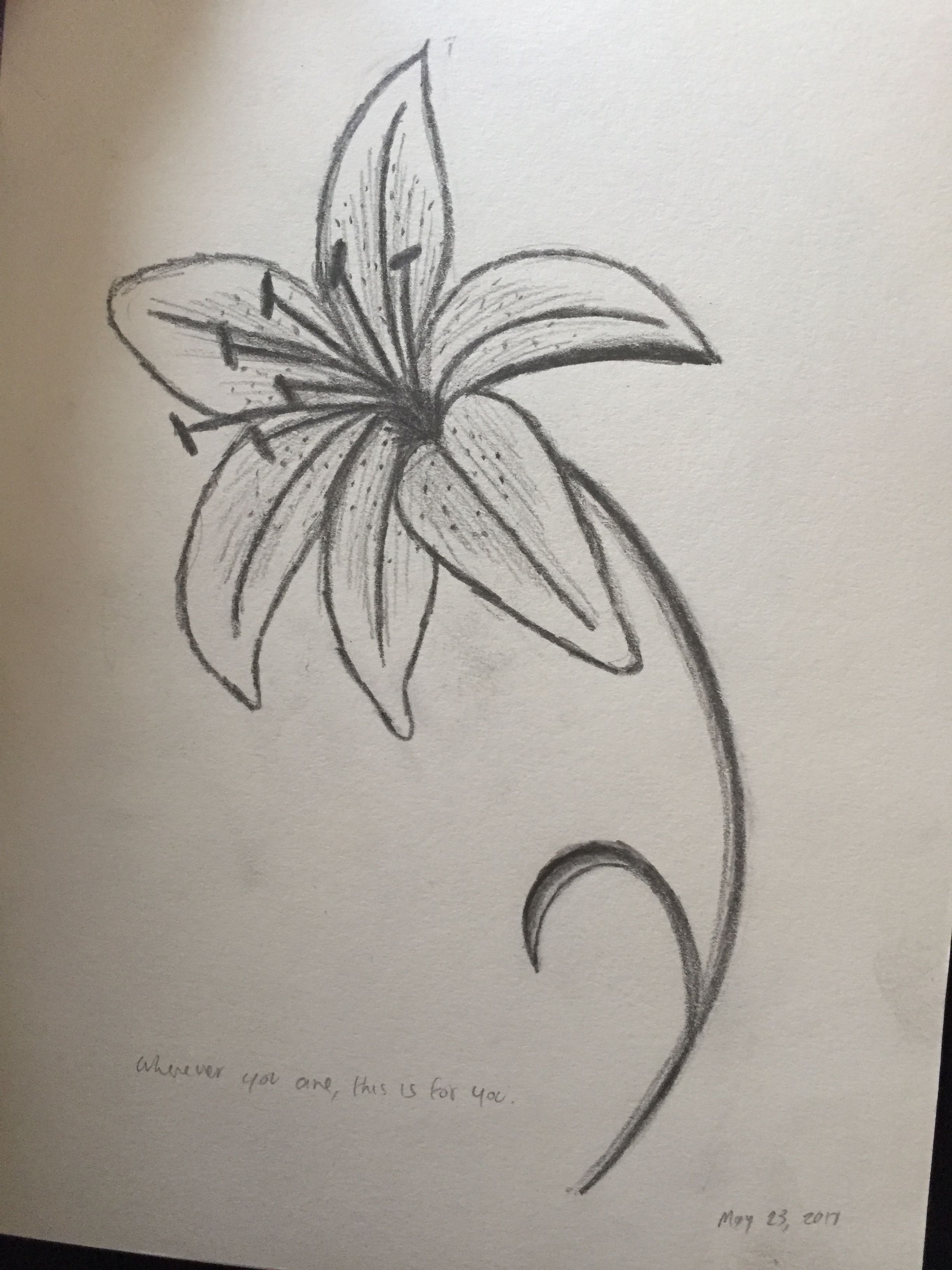 Sketches to Draw: Elegant Lily Flower Pencil Sketch