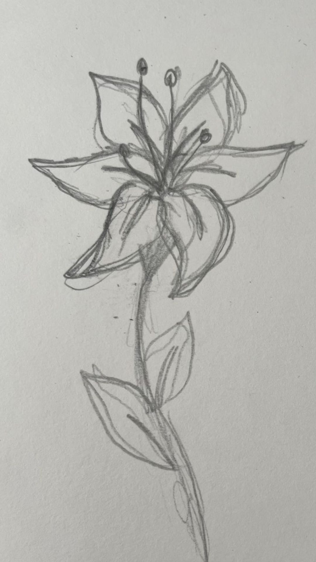 Elegant Lily Flower Pencil Sketch