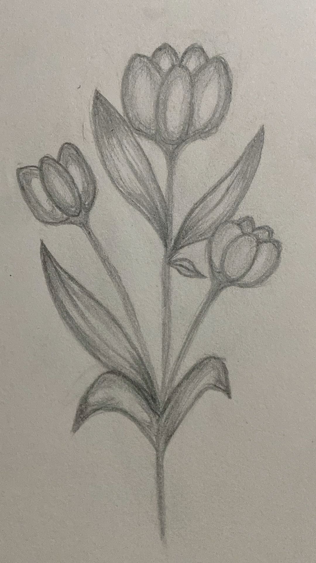 Elegant Tulip Flower Pencil Drawing