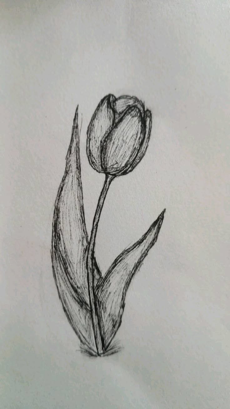 Sketches to Draw: Elegant Tulip Flower Pencil Sketch