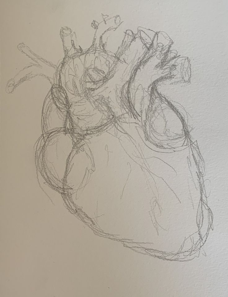 Realistic Human Heart Anatomy Sketch